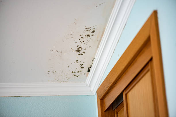 Best Best Mold Removal Companies  in Silverton, OR