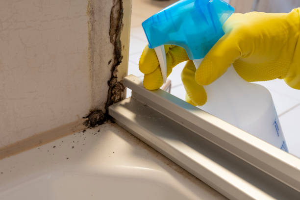 Best Affordable Mold Removal  in Silverton, OR