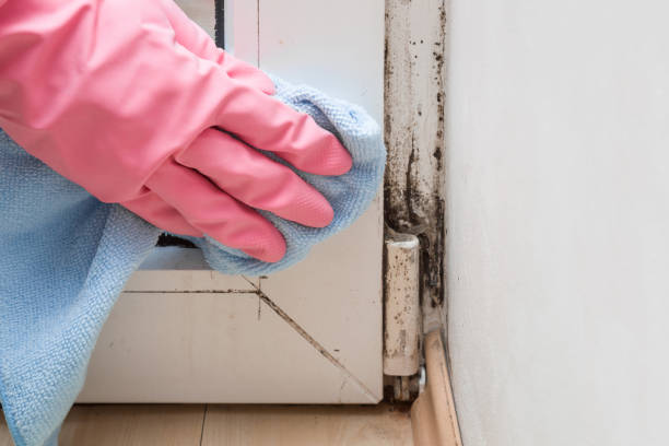 Best Home Mold Removal  in Silverton, OR