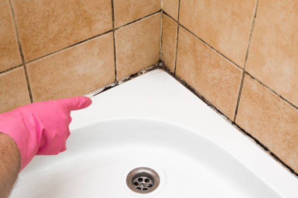 Best Crawl Space Mold Removal  in Silverton, OR